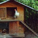 10 Chicken Coop Design Ideas That Combine Style and Practicality