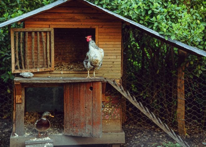 10 Chicken Coop Design Ideas That Combine Style and Practicality