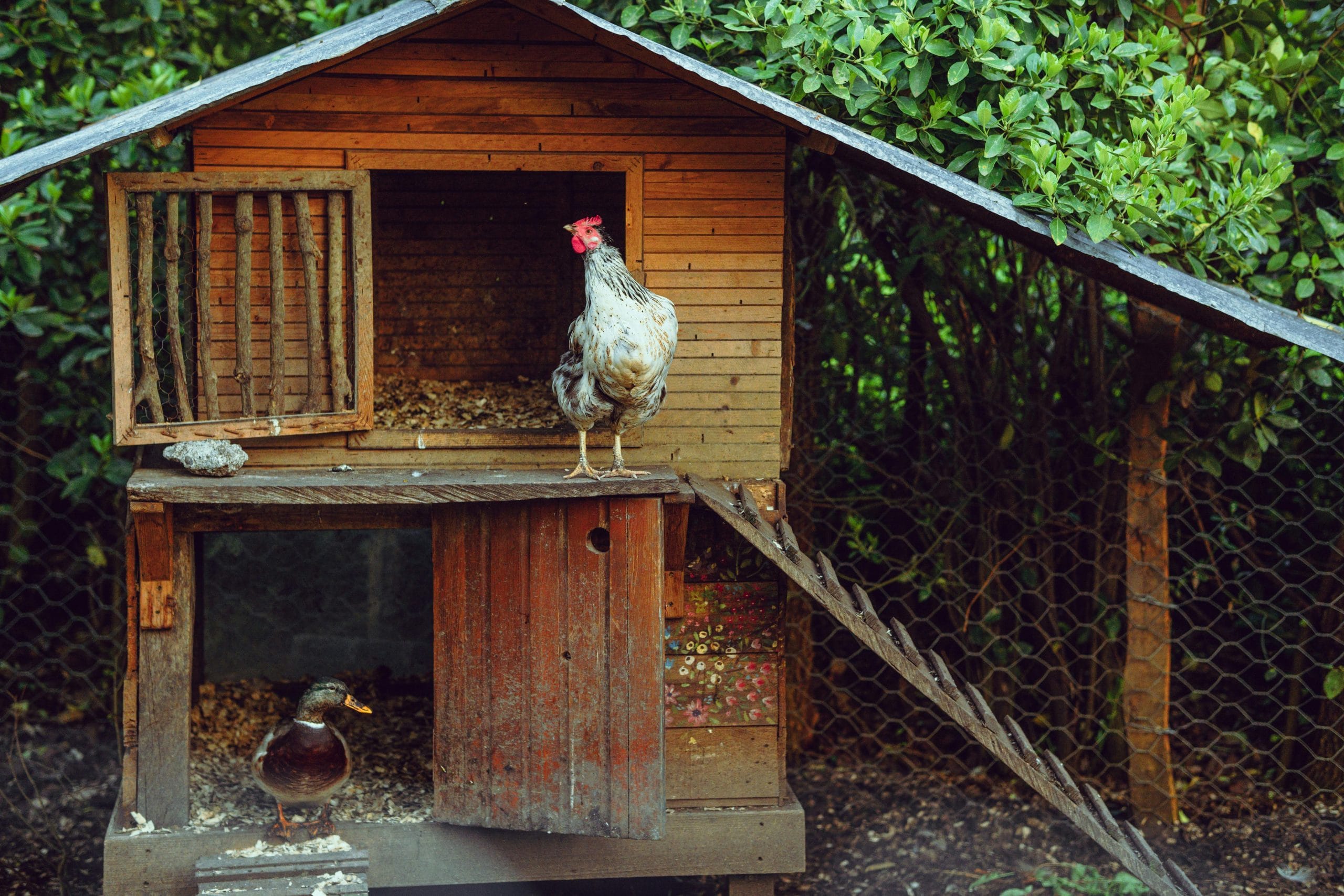 10 Chicken Coop Design Ideas That Combine Style and Practicality