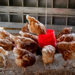 12 Chicken Coop Interior Ideas That Balance Beauty and Function