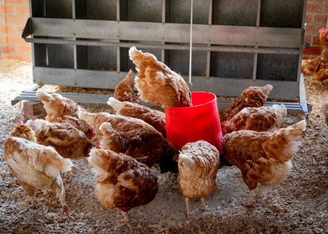 12 Chicken Coop Interior Ideas That Balance Beauty and Function