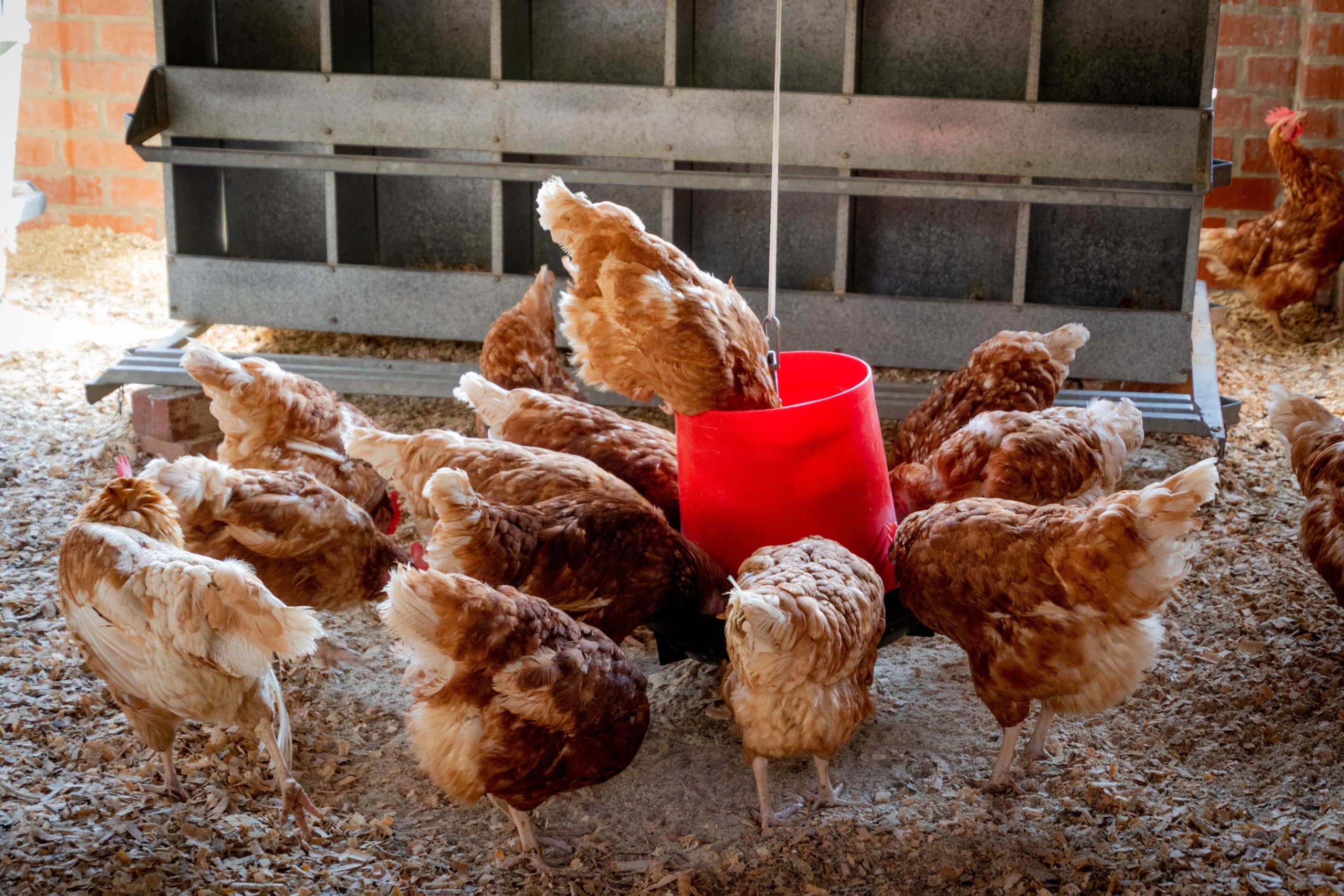 12 Chicken Coop Interior Ideas That Balance Beauty and Function