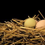 9 Practical Nesting Box Ideas for a Beautiful, Easy-to-Clean Coop