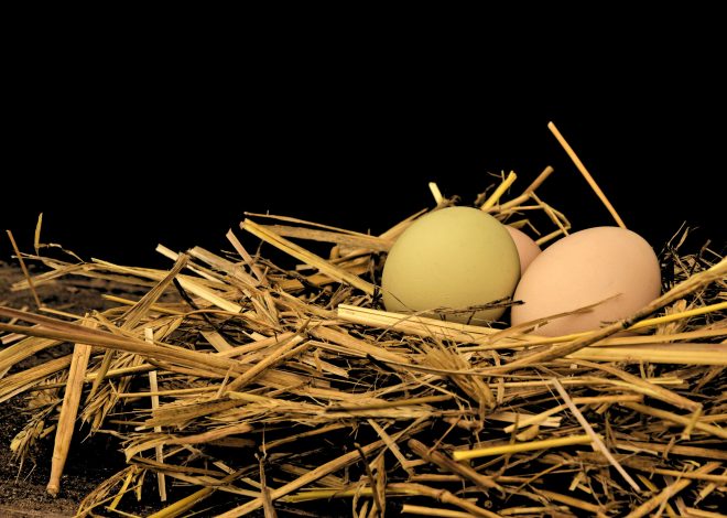9 Practical Nesting Box Ideas for a Beautiful, Easy-to-Clean Coop