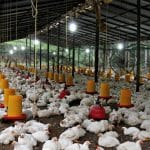 9 Features Every Well-Designed Chicken House Needs