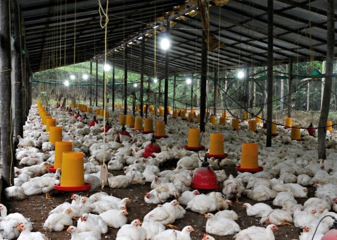 9 Features Every Well-Designed Chicken House Needs
