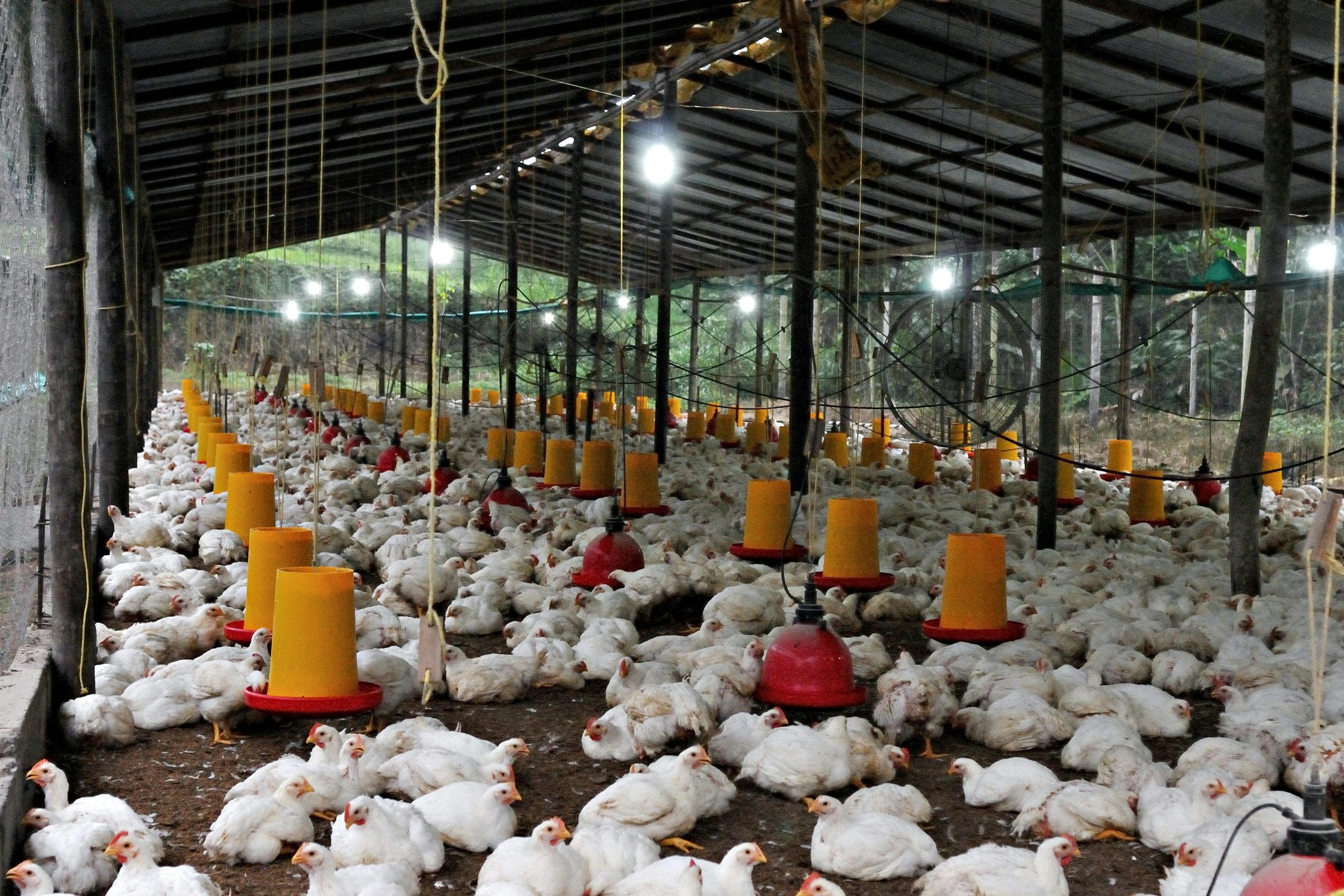 9 Features Every Well-Designed Chicken House Needs