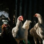 From Zero to Flock: Raising Chickens Successfully in a Small Space