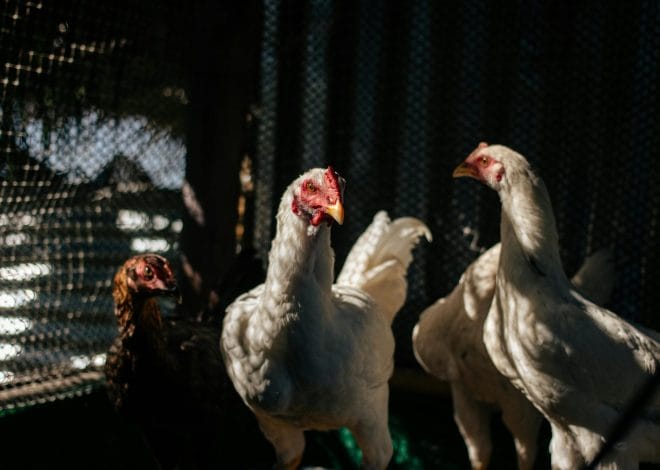 From Zero to Flock: Raising Chickens Successfully in a Small Space