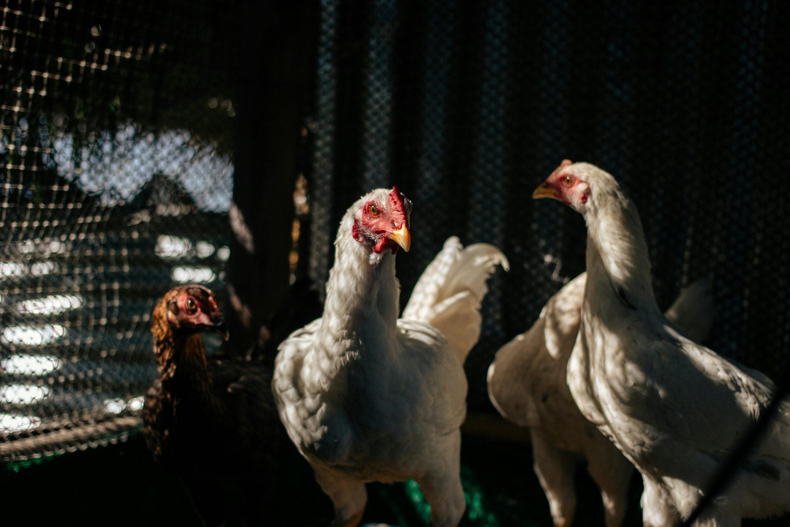From Zero to Flock: Raising Chickens Successfully in a Small Space