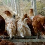 How to Raise Chickens: A Practical Beginner’s Guide