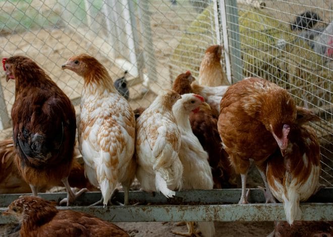 How to Raise Chickens: A Practical Beginner’s Guide