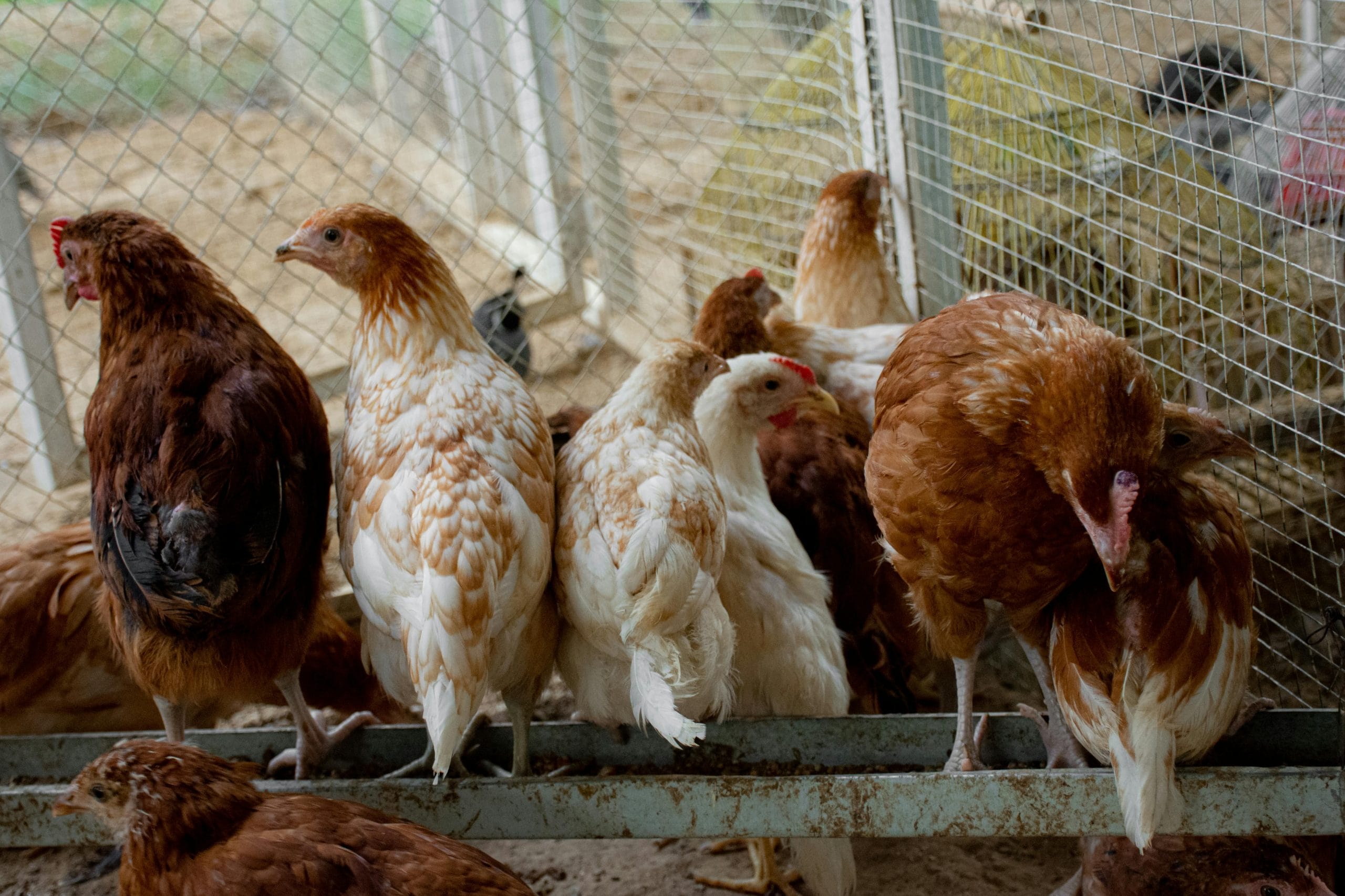 How to Raise Chickens: A Practical Beginner’s Guide