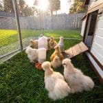 7 Common Chicken Coop Mistakes—and How to Fix Them