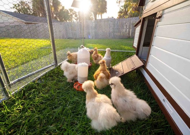 7 Common Chicken Coop Mistakes—and How to Fix Them