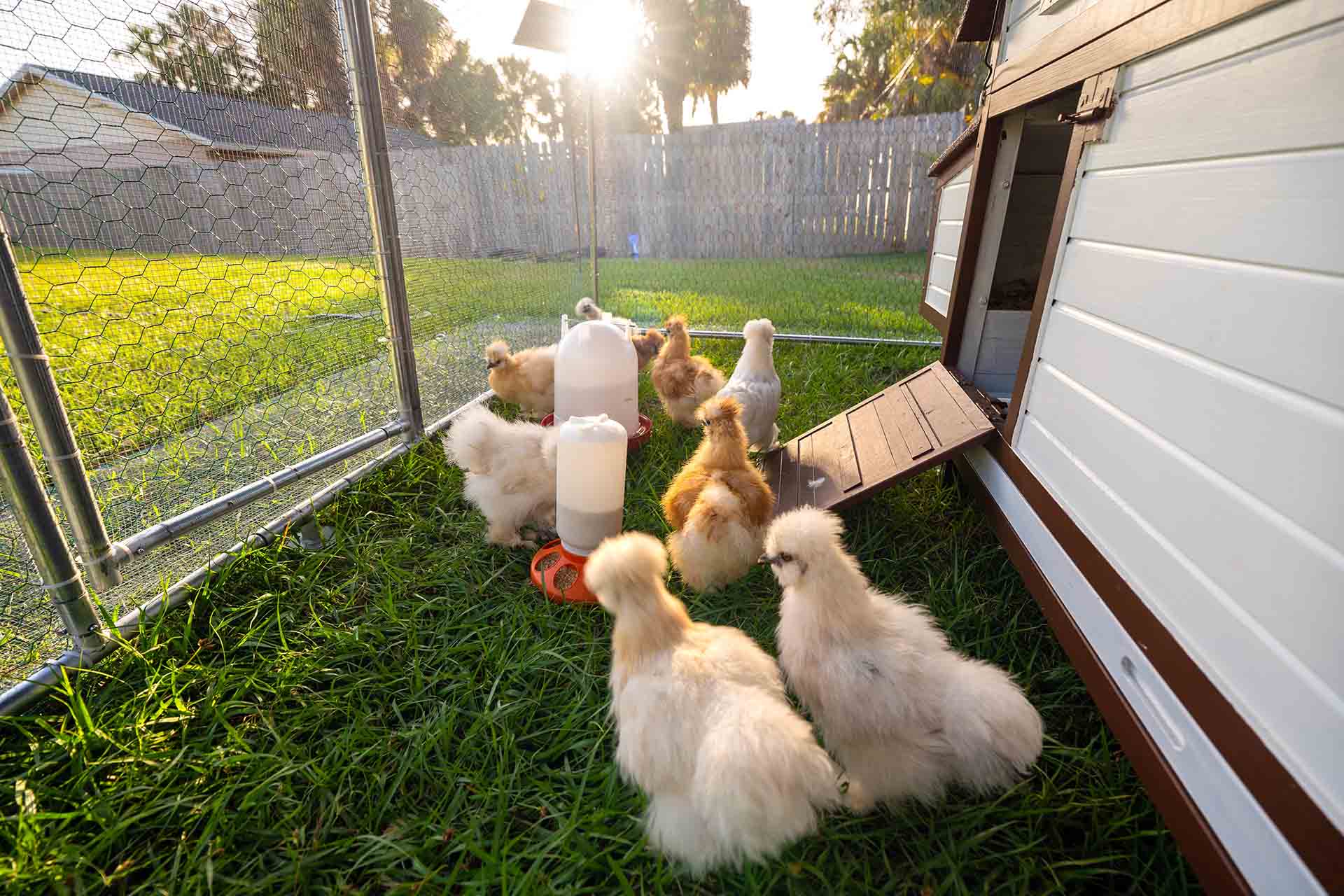 7 Common Chicken Coop Mistakes—and How to Fix Them