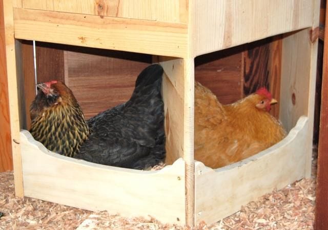 Corner Box for backyard chickens