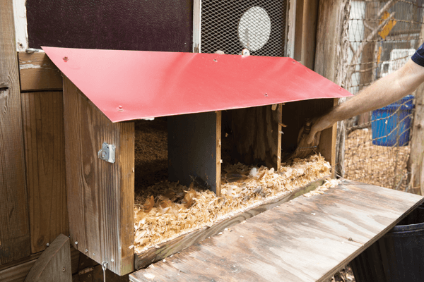External Access Box for backyard chickens