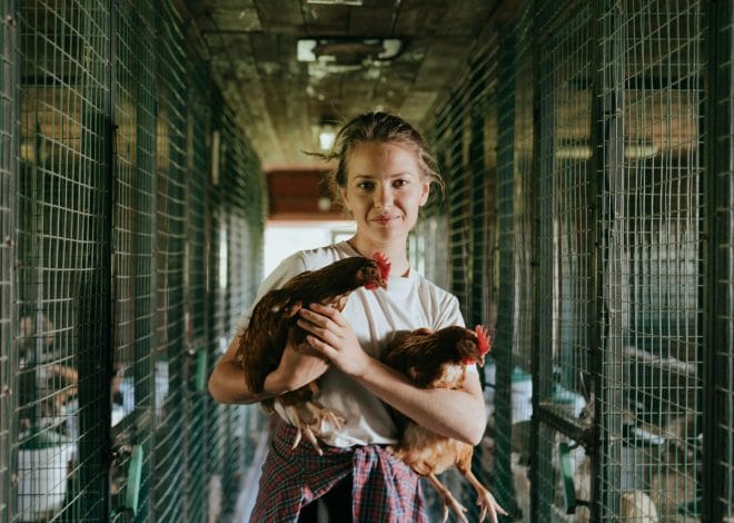 The Honest Reality of Backyard Life With Chickens