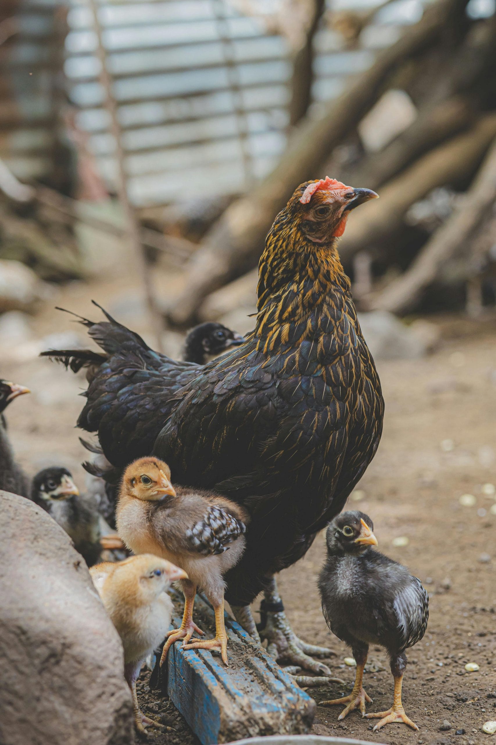 Decide Between Chicks, Pullets, or Laying Hens