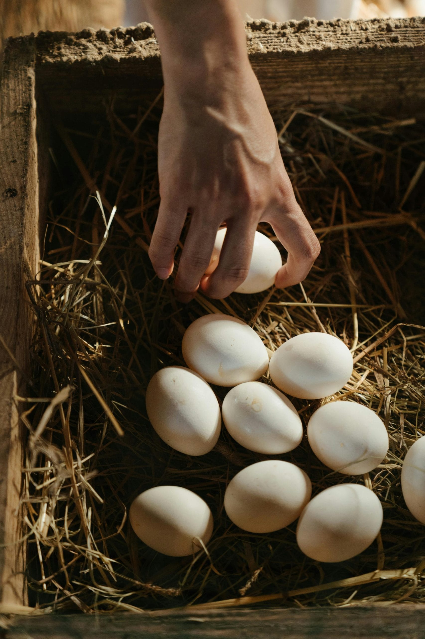 Daily and Weekly Routines for backyard chickens