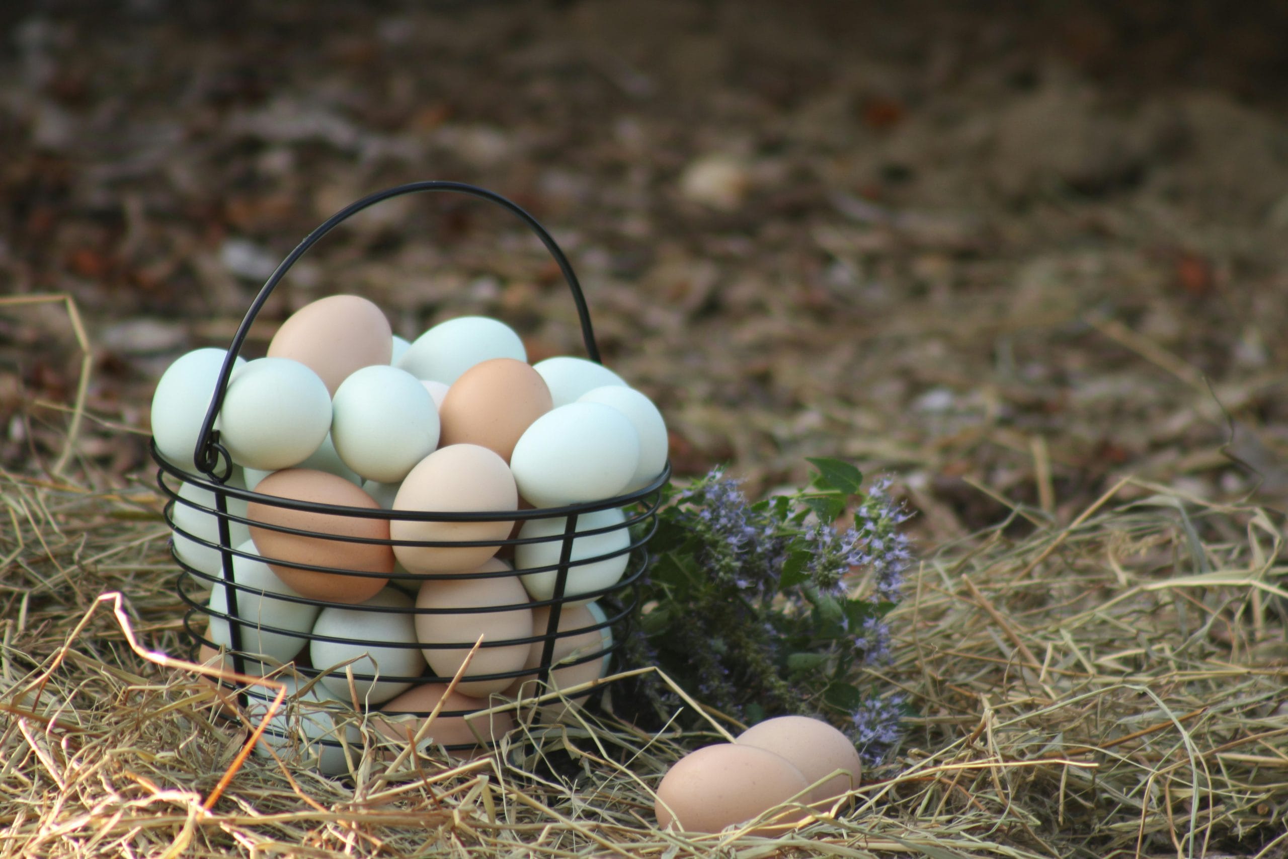 What Farm Life with Chickens Produces (Beyond the Eggs)