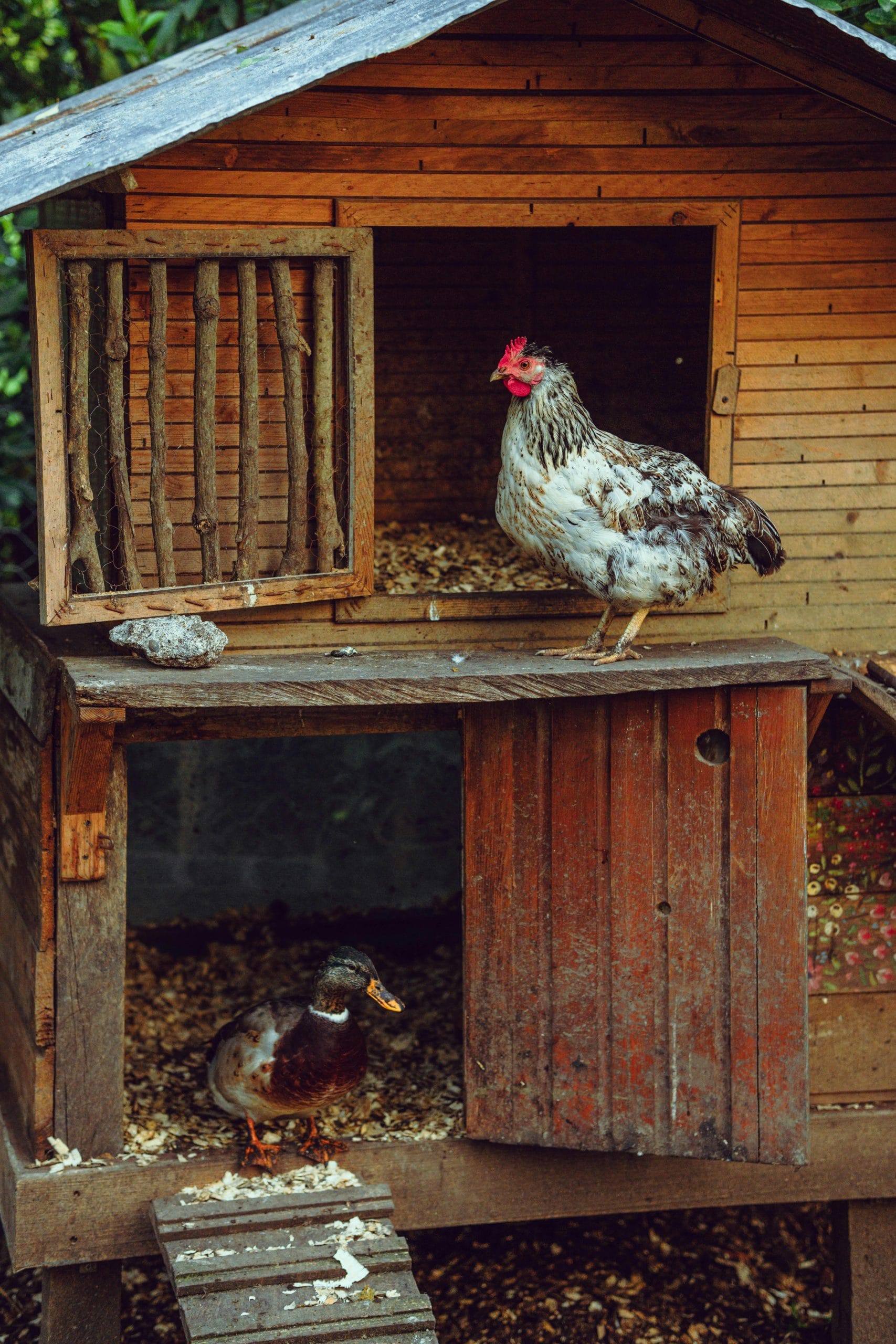 Cottagecore Coop