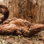10 DIY Duck Enclosure Ideas That Are Practical and Predator-Resistant