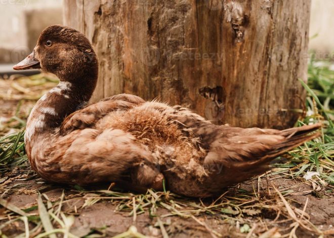 10 DIY Duck Enclosure Ideas That Are Practical and Predator-Resistant