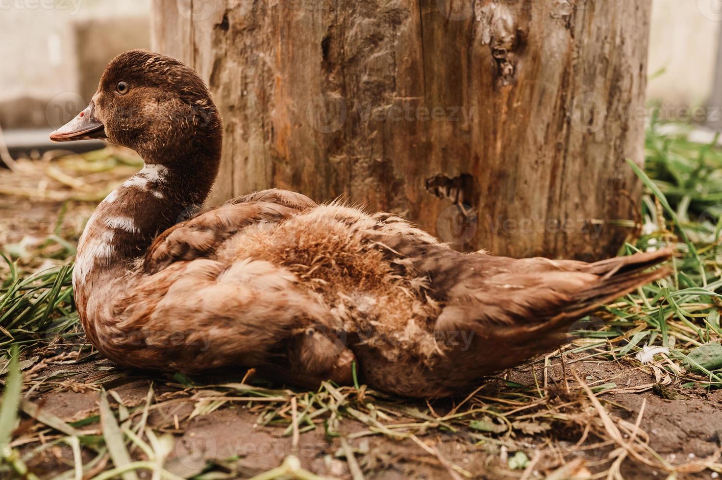 10 DIY Duck Enclosure Ideas That Are Practical and Predator-Resistant