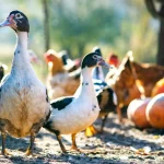 10 Summer Secrets That Keep Backyard Ducks Cool