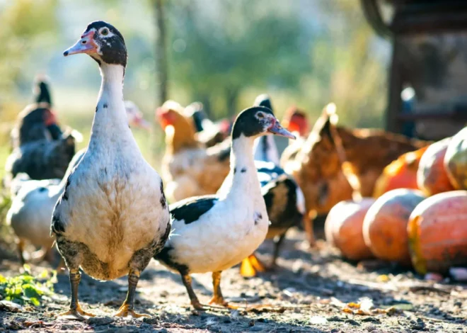 10 Summer Secrets That Keep Backyard Ducks Cool