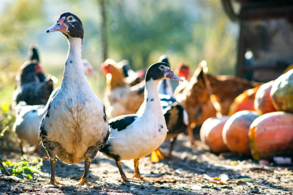 10 Summer Secrets That Keep Backyard Ducks Cool