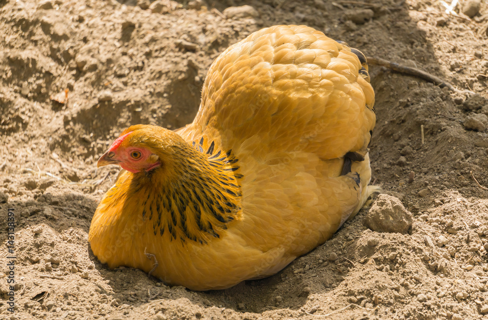 Coarse sand flooring inside a clean backyard chicken coop