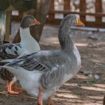 12 Duck Coop Ideas That Are Beautiful, Practical, and Approved