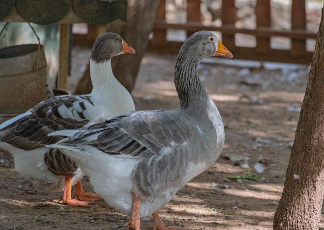 12 Duck Coop Ideas That Are Beautiful, Practical, and Approved