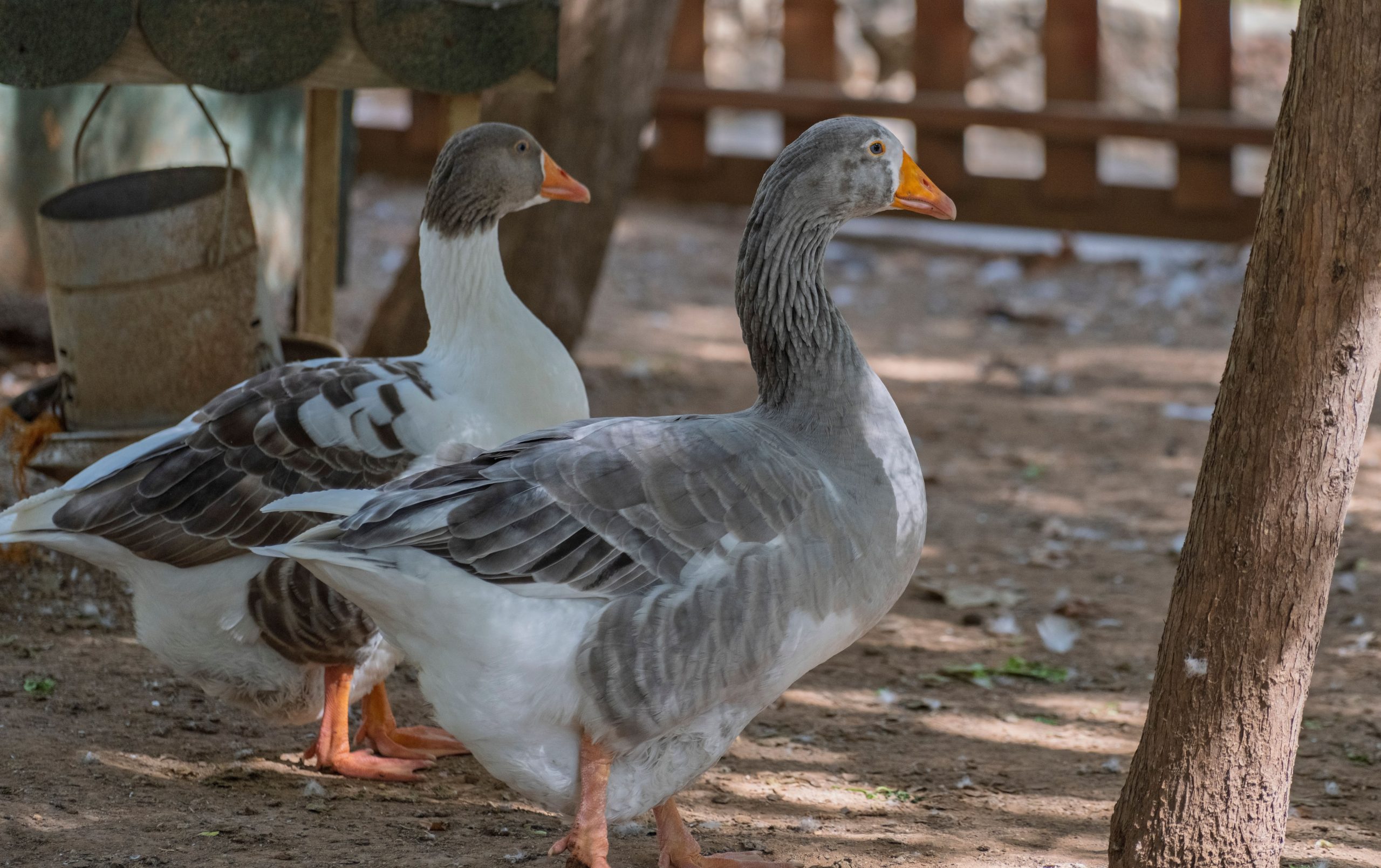 12 Duck Coop Ideas That Are Beautiful, Practical, and Approved