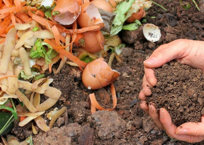 4 Easy Steps to Compost Chicken Manure (Complete Beginner’s Guide)