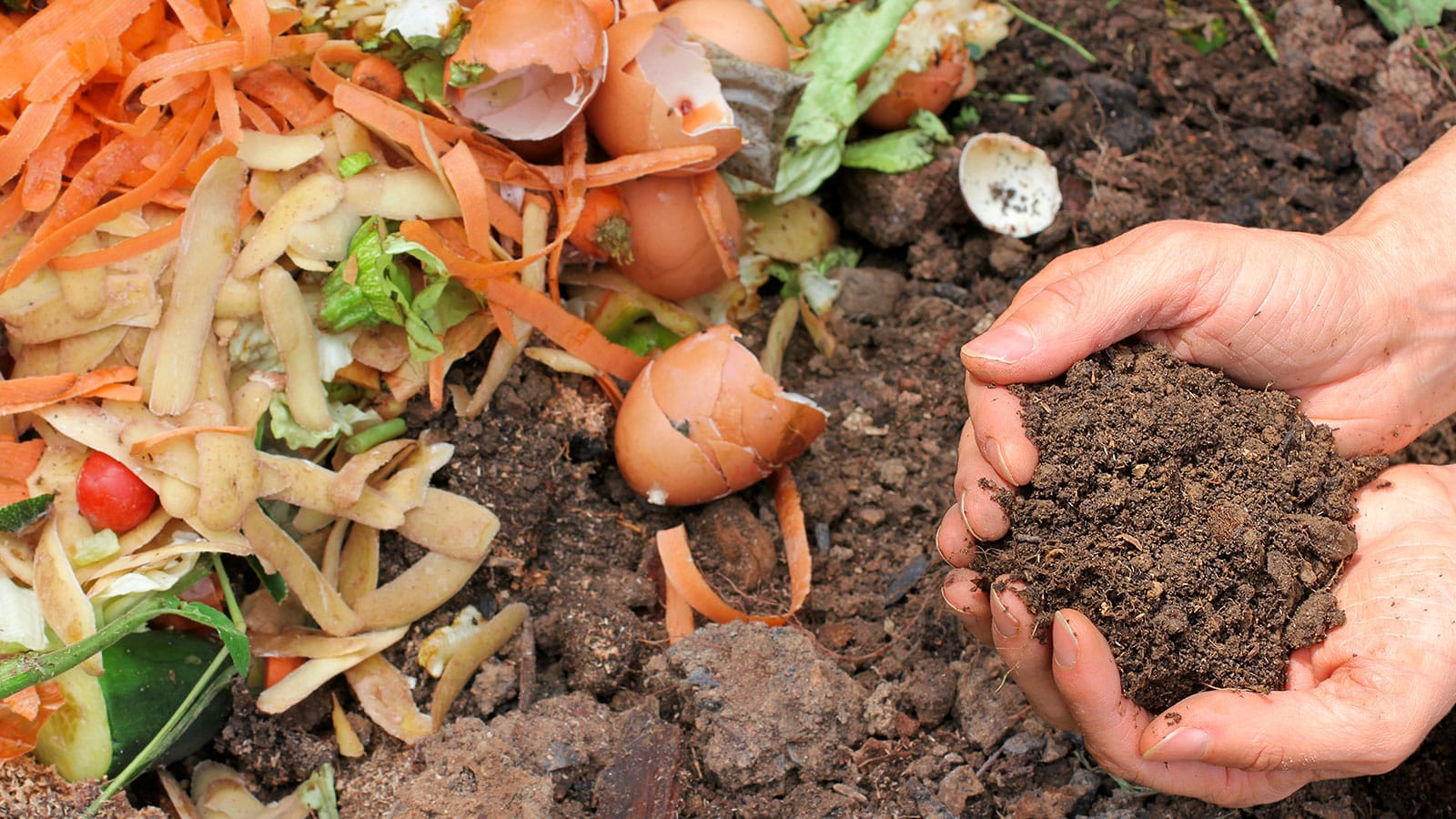 4 Easy Steps to Compost Chicken Manure (Complete Beginner’s Guide)