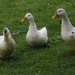 6 Duck Coop Red Flags That Mean Your Ducks Are Getting Sick