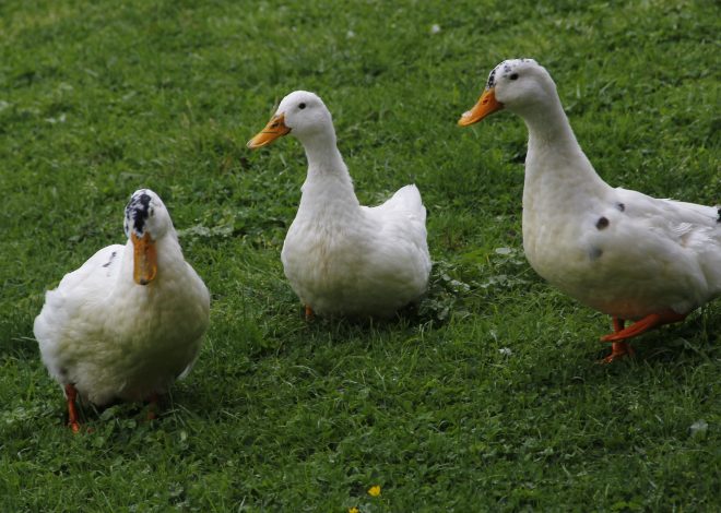 6 Duck Coop Red Flags That Mean Your Ducks Are Getting Sick