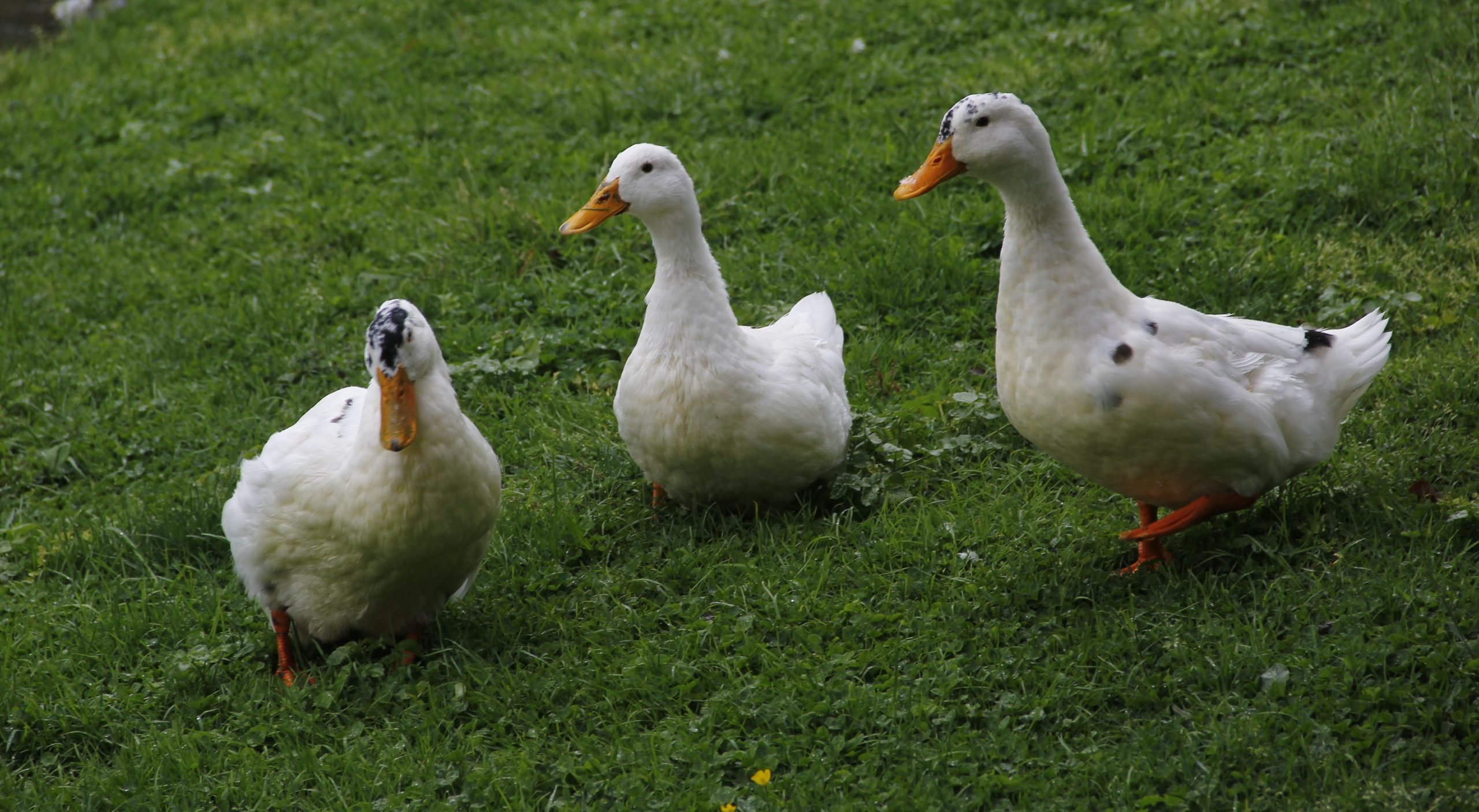 6 Duck Coop Red Flags That Mean Your Ducks Are Getting Sick