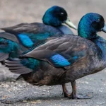 8 Best Duck Breeds for Beginners — And How to Choose the Right One for Your Flock