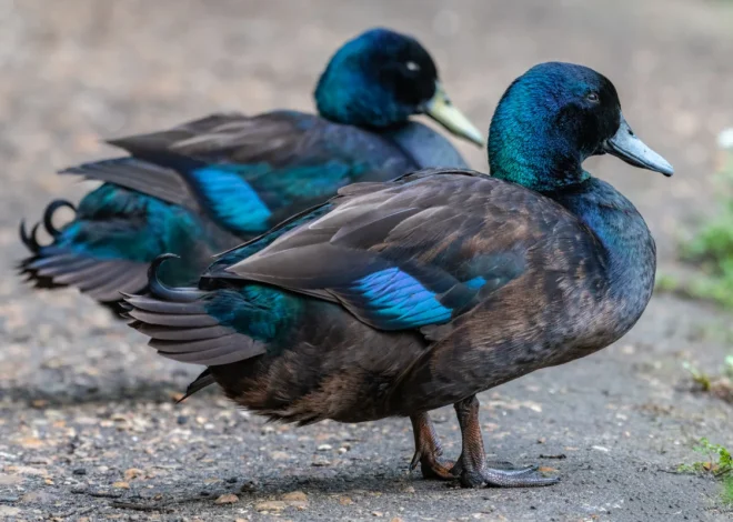 8 Best Duck Breeds for Beginners — And How to Choose the Right One for Your Flock