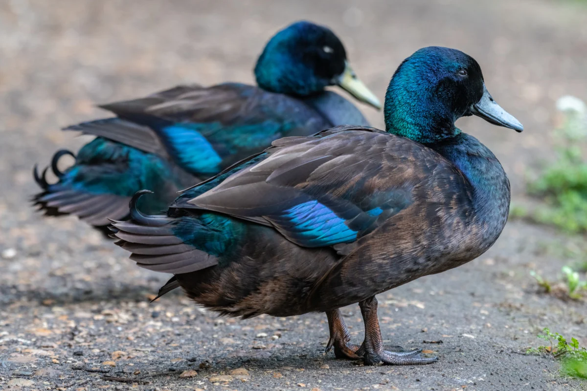8 Best Duck Breeds for Beginners — And How to Choose the Right One for Your Flock