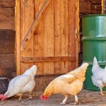 8 Small Backyard Chicken Coop Ideas That Actually Work