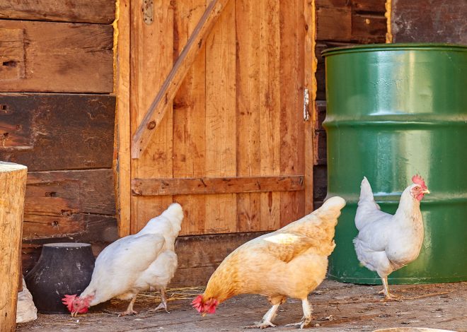 8 Small Backyard Chicken Coop Ideas That Actually Work
