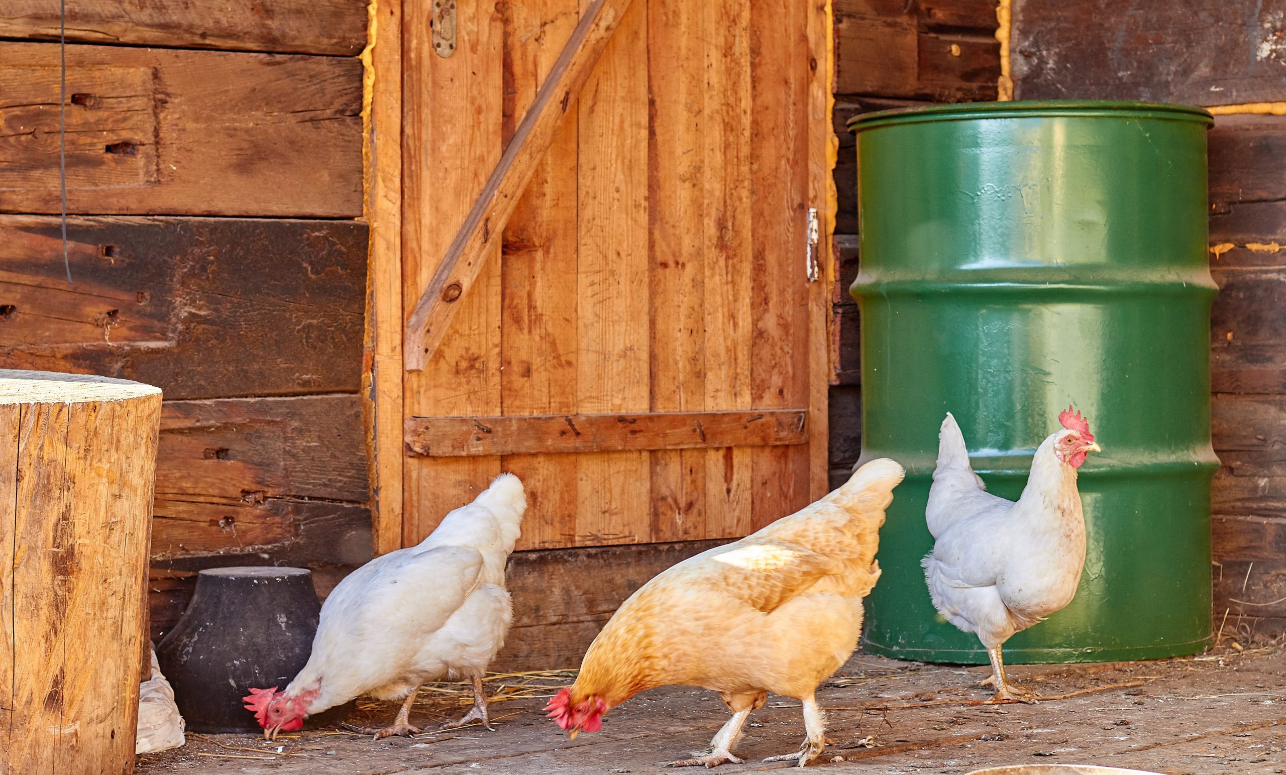 8 Small Backyard Chicken Coop Ideas That Actually Work