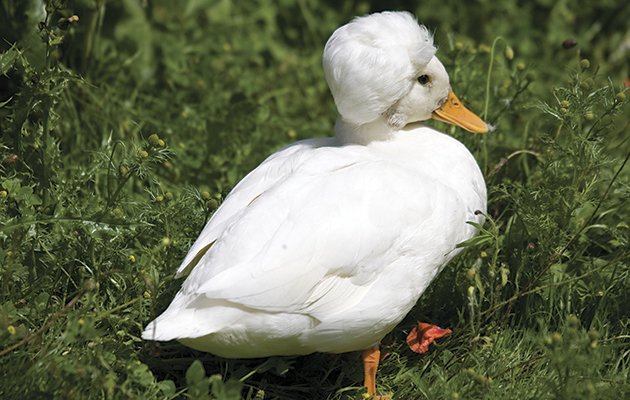 Rouen duck with mallard-pattern plumage