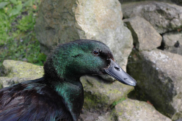 Muscovy duck with red facial caruncles